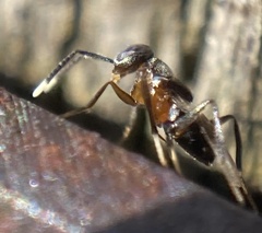 Homalotylus