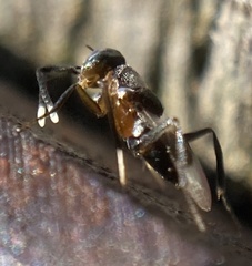Homalotylus