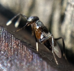 Homalotylus