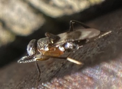 Homalotylus