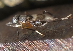 Homalotylus