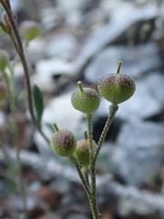 Physaria arctica