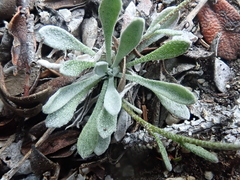 Physaria arctica