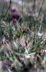 Trifolium strictum