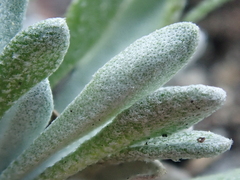 Physaria arctica