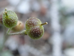 Physaria arctica