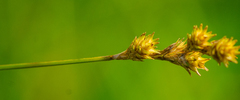 Carex tenera