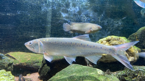 Aziatische roofbarbeel (Raiamas guttatus) — Cyprinidae — 3