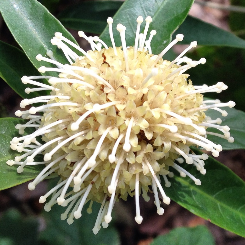 Neonauclea pallida (Neonauclea pallida)
