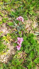 Limonium flexuosum