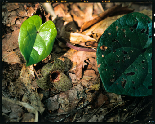 Asarum ikegamii iNat (1)
