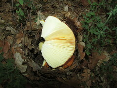 Amanita caesarea