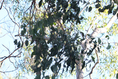 Eucalyptus hallii