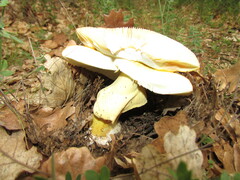 Amanita caesarea