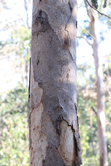 Eucalyptus hallii