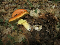 Amanita caesarea