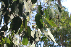Eucalyptus hallii