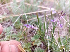 Polygala tenuifolia