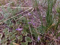 Polygala tenuifolia