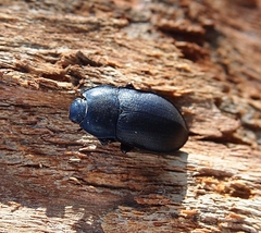 Mimopeus opaculus