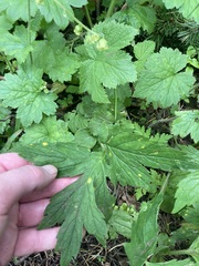 Puccinia hydrophylli