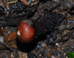Calostoma fuscum