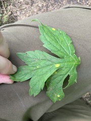 Puccinia hydrophylli