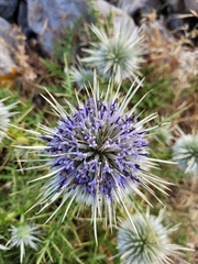 Echinops spinosissimus