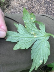 Puccinia hydrophylli