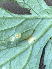 Puccinia hydrophylli