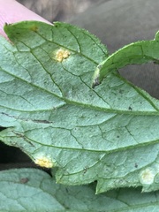 Puccinia hydrophylli