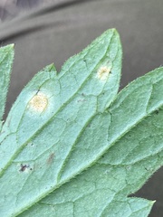 Puccinia hydrophylli