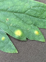 Puccinia hydrophylli