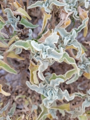 Salvia fruticosa
