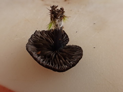 Entoloma persimile