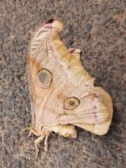 Antheraea paphia