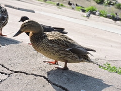 Anas platyrhynchos