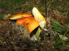 Amanita caesarea