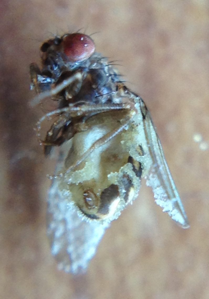 Entomophthoraceae image