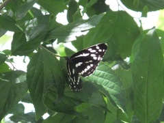 Neptis pryeri