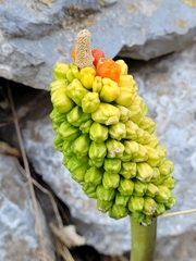 Arum dioscoridis