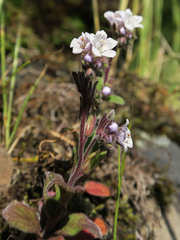 Phacelia verna