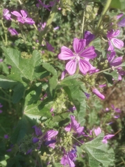 Malva sylvestris