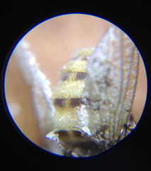 Entomophthora muscae