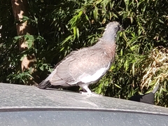 Columba palumbus