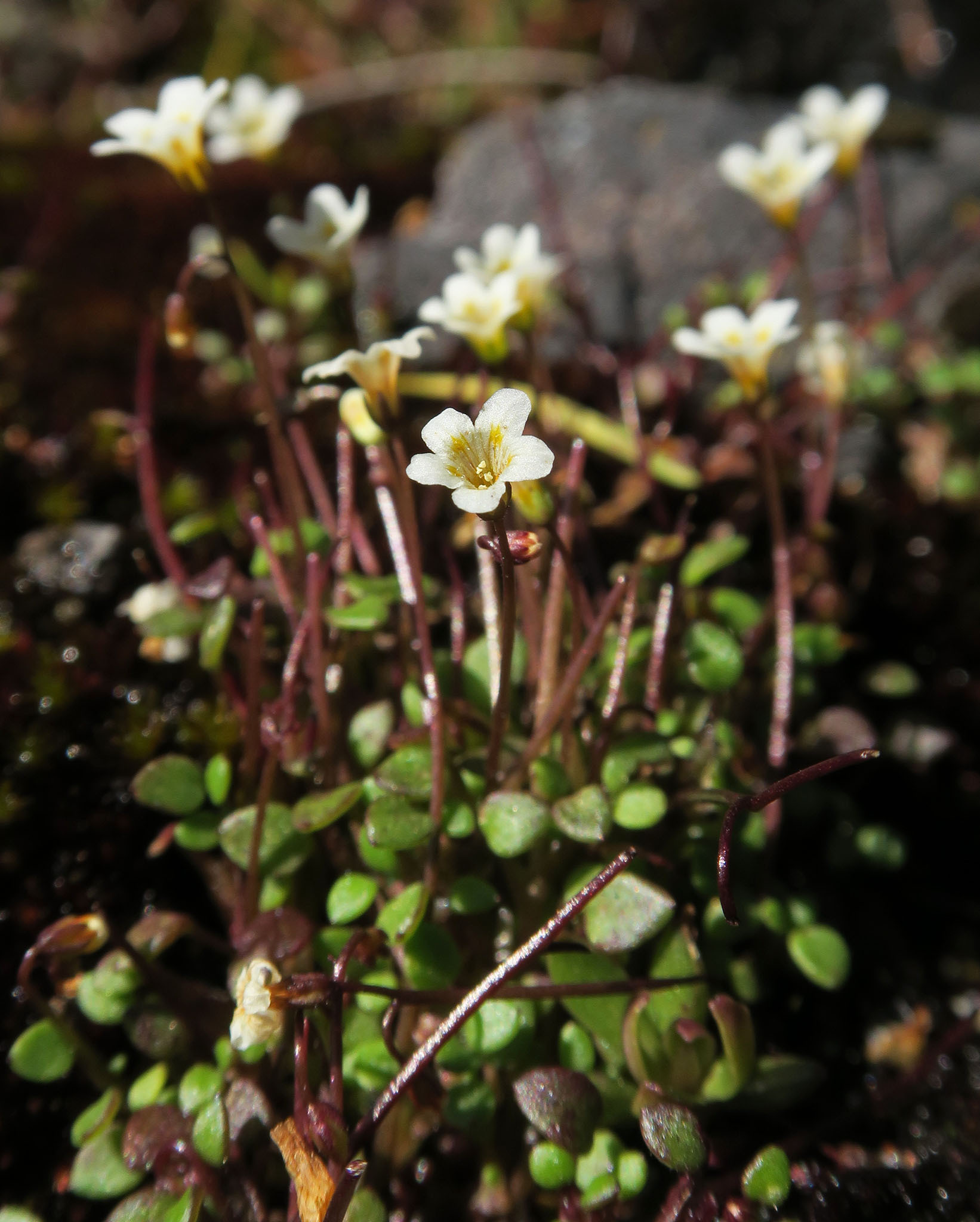 Romanzoffia thompsonii