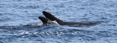 Steno bredanensis