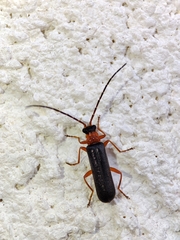 Rhagonycha varians