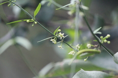 Metastelma angustifolium