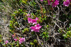 Rhododendron kotschyi
